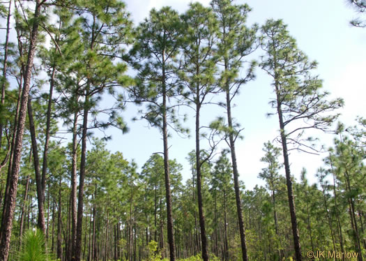 Longleaf Pine