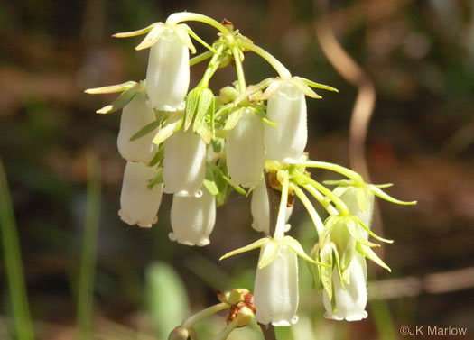 image of Lyonia mariana, Staggerbush, Large-flowered Fetterbush