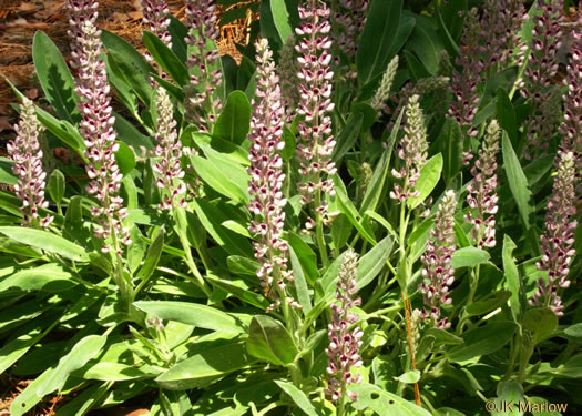 image of Lupinus villosus, Lady Lupine, Pink Sandhill Lupine