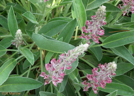 image of Lupinus villosus, Lady Lupine, Pink Sandhill Lupine