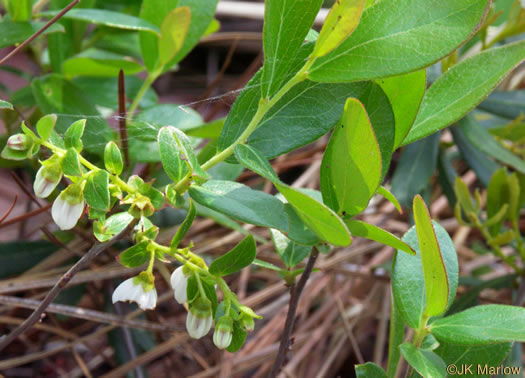 image of Gaylussacia dumosa, Southern Dwarf Huckleberry