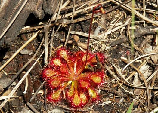 image of Drosera brevifolia, Dwarf Sundew, Early Sundew