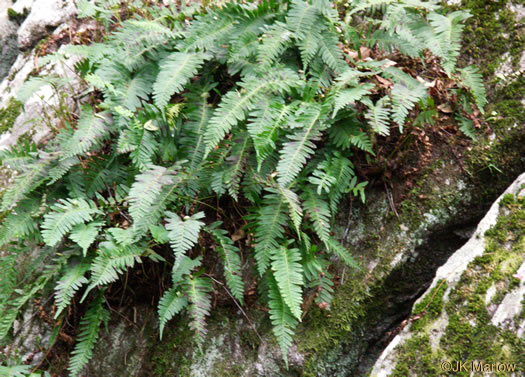 image of Polypodium appalachianum, Appalachian Rockcap Fern, Appalachian Polypody