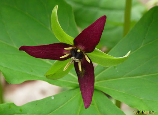 image of Trillium erectum, Red Trillium, Purple Trillium, Stinking Willie, Stinking Benjamin