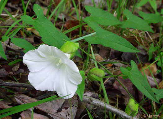 image of Convolvulus species 2, Appalachian Bindweed