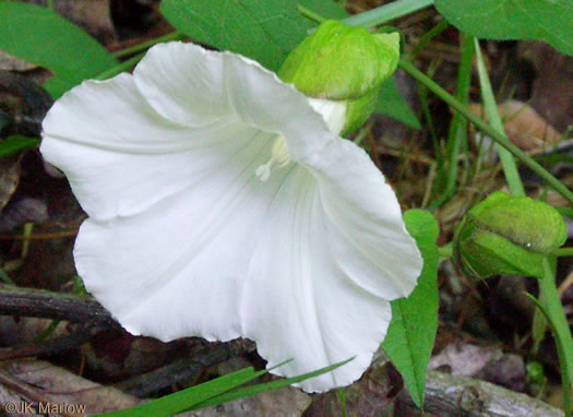 image of Convolvulus species 2, Appalachian Bindweed