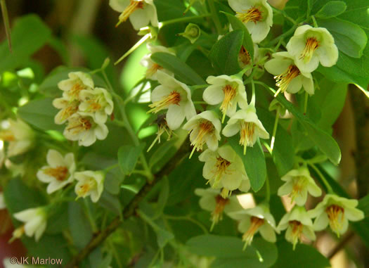 image of Vaccinium stamineum var. stamineum, Common Deerberry