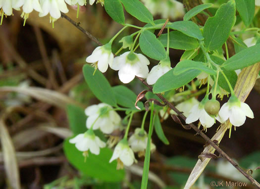 image of Vaccinium stamineum var. stamineum, Common Deerberry