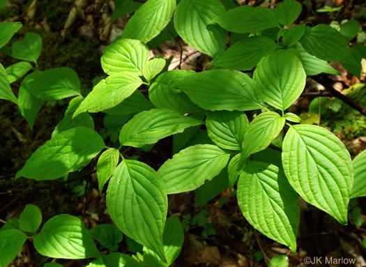 image of Swida alternifolia, Alternate-leaf Dogwood, Pagoda Dogwood, Pagoda Cornel