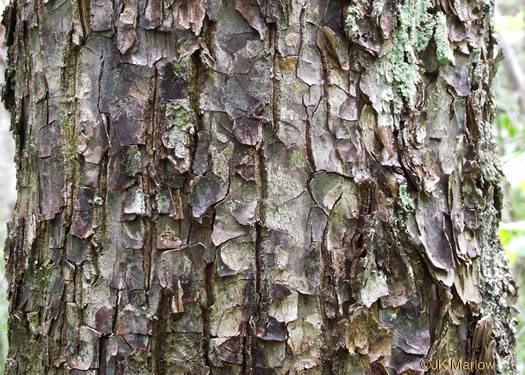 image of Halesia tetraptera var. monticola, Mountain Silverbell