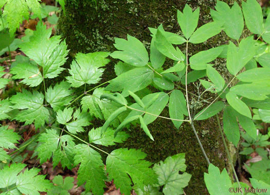 image of Actaea racemosa, Common Black Cohosh, Early Black Cohosh, Black Snakeroot, black bugbane