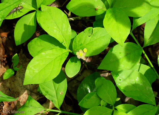 image of Euonymus obovatus, Running Strawberry-bush, Trailing Strawberry-bush, Trailing Wahoo