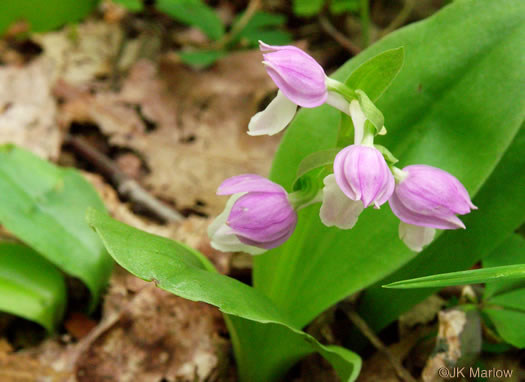 image of Galearis spectabilis, Showy Orchis