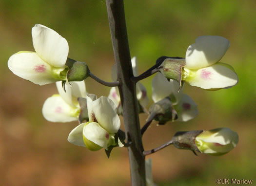 image of Baptisia albescens, Narrow-pod White Wild Indigo, Spiked Wild Indigo