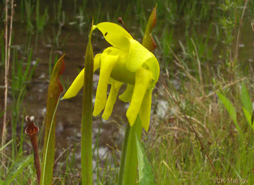 image of Sarracenia flava, Yellow Pitcherplant, Yellow Trumpet, Trumpets