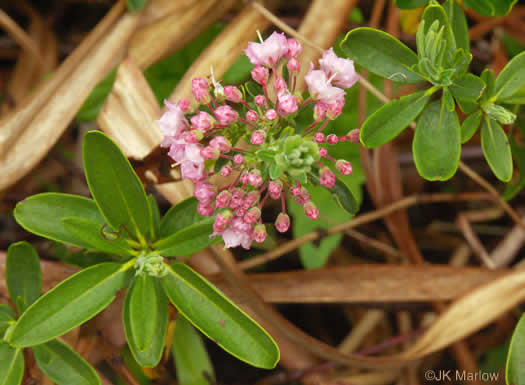 image of Kalmia angustifolia, Northern Sheepkill, Sheep Laurel, Lamb-kill