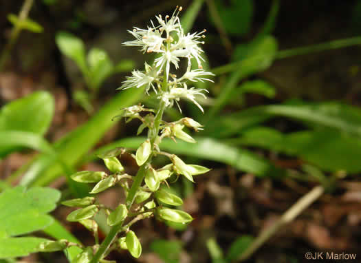 image of Tiarella austrina, Escarpment Foamflower, Southern Foamflower