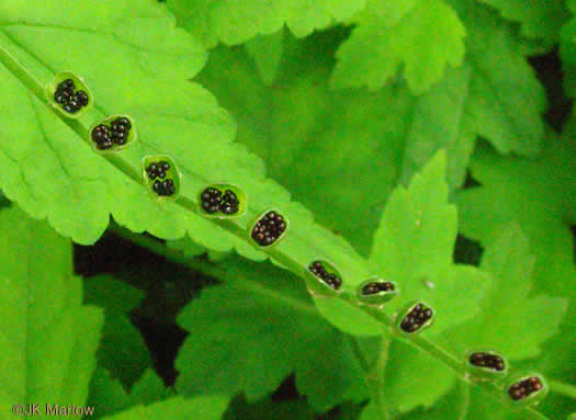 image of Mitella diphylla, Two-leaved Miterwort, Bishop's Cap