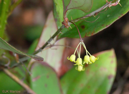 image of Smilax rotundifolia, Common Greenbrier, Common Catbrier, Bullbrier, Horsebrier