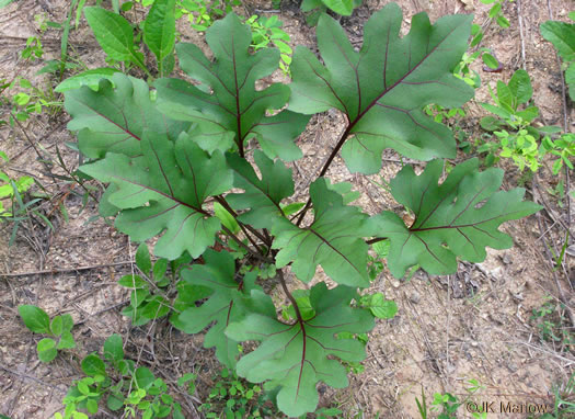 image of Silphium compositum var. compositum, Carolina Rosinweed, Compassplant, Rhubarb-leaved Rosinweed