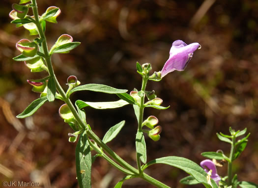 image of Scutellaria integrifolia, Hyssop Skullcap, Narrowleaf Skullcap