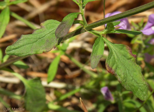 image of Scutellaria integrifolia, Hyssop Skullcap, Narrowleaf Skullcap