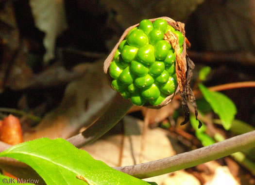 image of Arisaema triphyllum, Common Jack-in-the-Pulpit, Indian Turnip