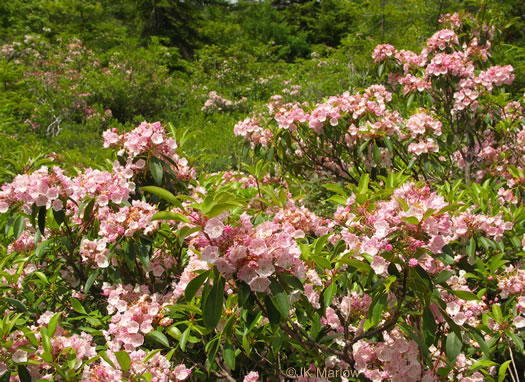 image of Kalmia latifolia, Mountain Laurel, Ivy, Calico-bush, Mountain Ivy