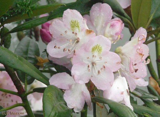 image of Rhododendron maximum, Rosebay Rhododendron, Great Laurel, White Rosebay, Great Rhododendron