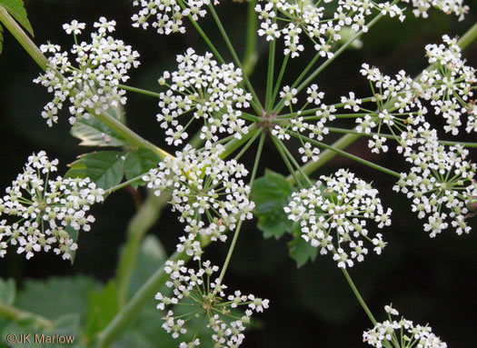 image of Cicuta maculata var. maculata, Water-hemlock, Spotted Cowbane