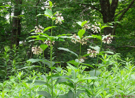 image of Asclepias exaltata, Poke Milkweed, Tall Milkweed