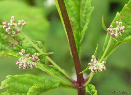 image of Eutrochium maculatum var. maculatum, Spotted Joe-pye-weed