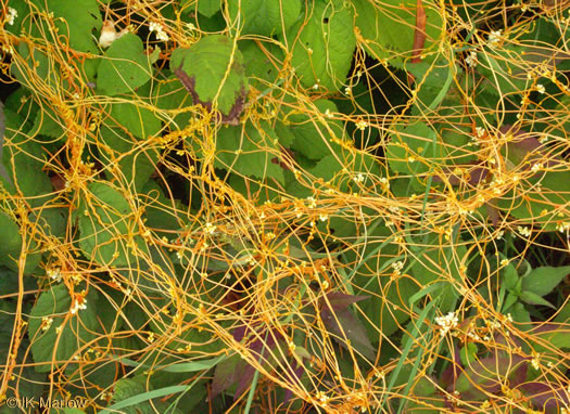 image of Cuscuta rostrata, Appalachian Dodder, Beaked Dodder