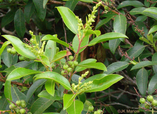 image of Pieris floribunda, Evergreen Mountain Fetterbush, Mountain Andromeda