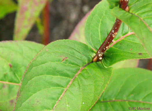 image of Diervilla sessilifolia, Smooth Southern Bush-honeysuckle