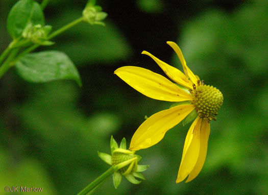 Greenheaded Coneflower