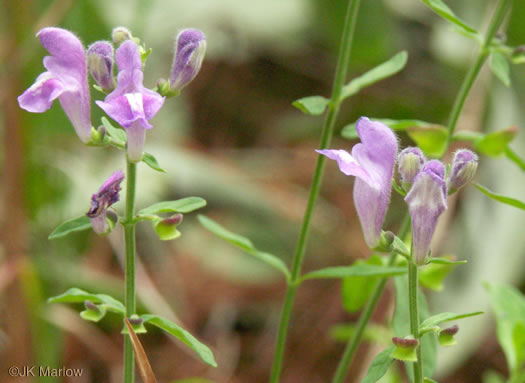 image of Scutellaria integrifolia, Hyssop Skullcap, Narrowleaf Skullcap