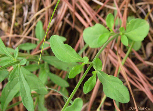 image of Scutellaria integrifolia, Hyssop Skullcap, Narrowleaf Skullcap