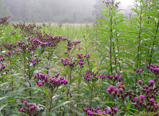 image of Vernonia noveboracensis, New York Ironweed