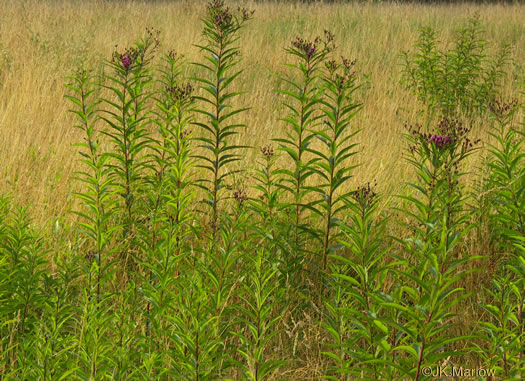 image of Vernonia noveboracensis, New York Ironweed