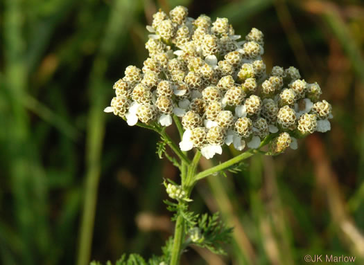 image of Achillea gracilis, Eastern Yarrow, Eastern Thousandleaf