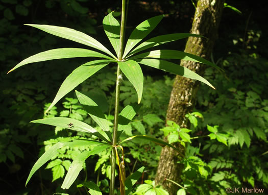 image of Lilium superbum, Turk's-cap Lily, Lily-royal, Superb Lily