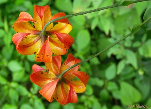 image of Lilium superbum, Turk's-cap Lily, Lily-royal, Superb Lily