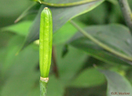 image of Lilium superbum, Turk's-cap Lily, Lily-royal, Superb Lily