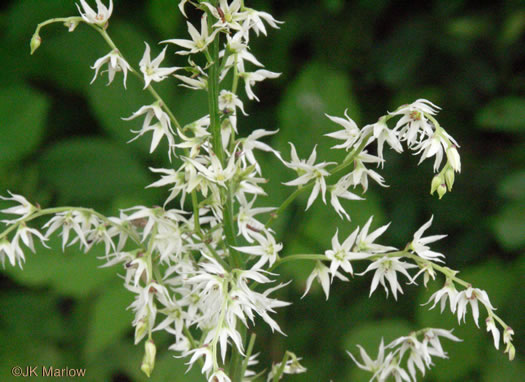 image of Stenanthium gramineum var. gramineum, Featherbells, Eastern Featherbells