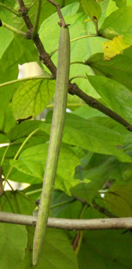 image of Catalpa bignonioides, Southern Catalpa, Fishbait Tree, Cigar Tree