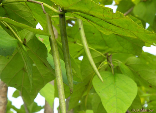 image of Catalpa bignonioides, Southern Catalpa, Fishbait Tree, Cigar Tree