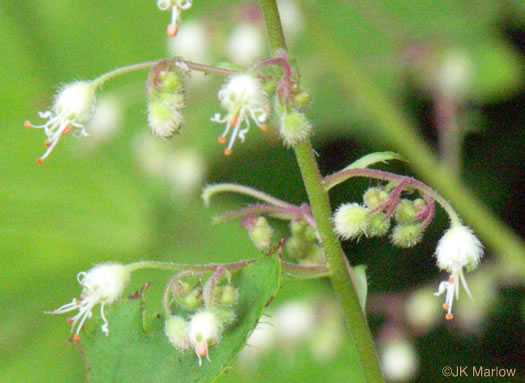 image of Heuchera villosa, Mapleleaf Alumroot, Hairy Alumroot, Rock Alumroot, Crag-jangle