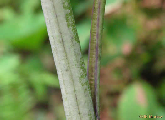 image of Arnoglossum atriplicifolium, Pale Indian-plantain