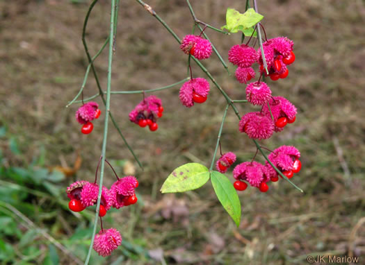 image of Euonymus americanus, Hearts-a-bustin', Strawberry-bush